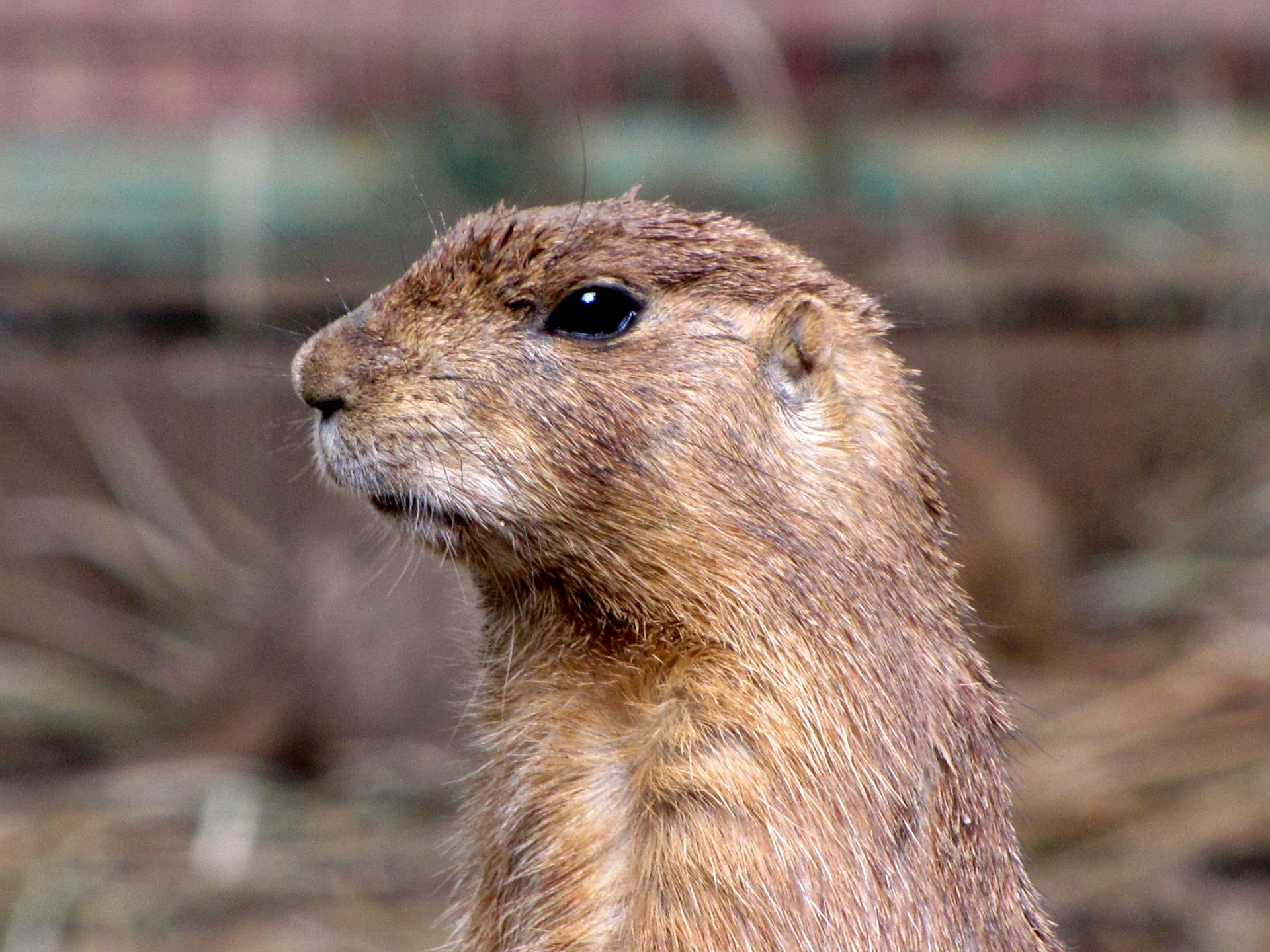 Gophers OC TOTAL Pest Control